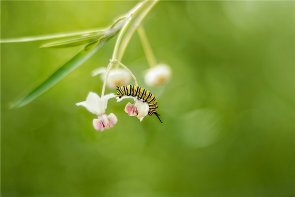 梦见虫子是什么意思