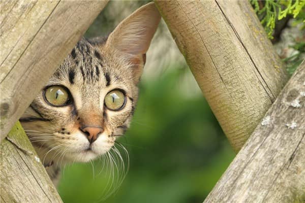 梦到了被猫扑会是什么意思