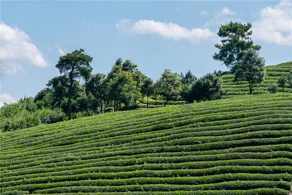 梦到了山茶树是什么意思