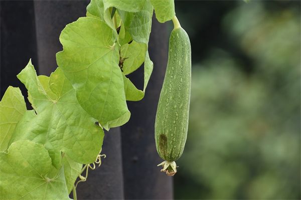 梦到吊瓜是什么意思