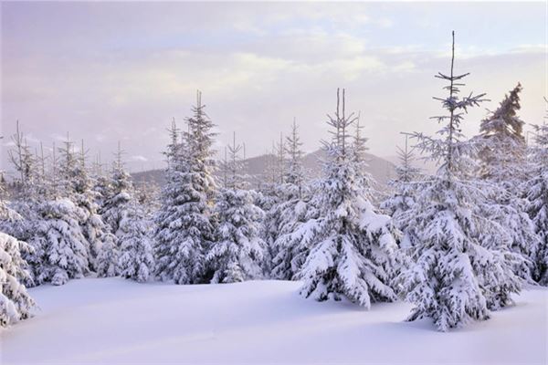 梦见大雪压青松