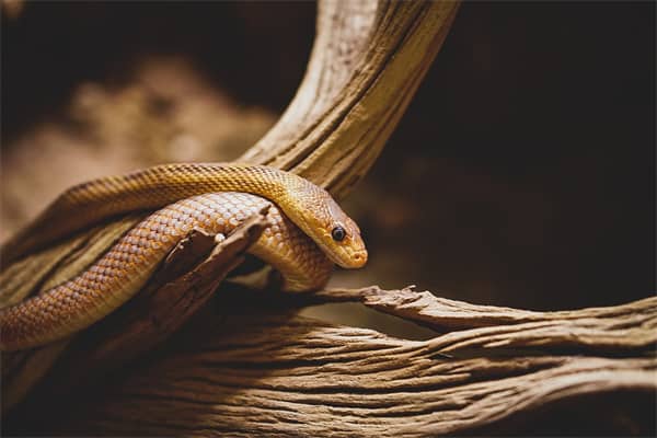 梦到了别人杀蛇是什么意思