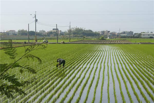 梦见插田是什么意思