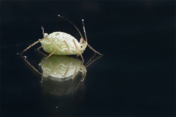 梦到了师子是什么意思