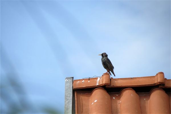 梦见鸟拉屎在头上