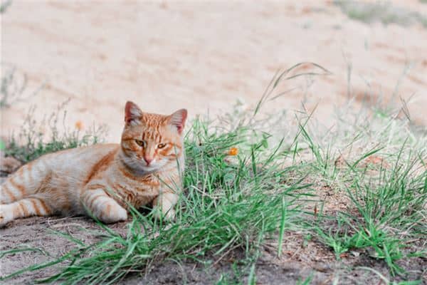 梦见开车撞死猫