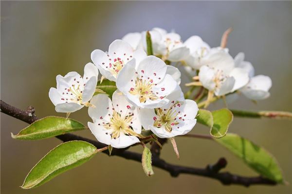 梦见梨花开是什么意思