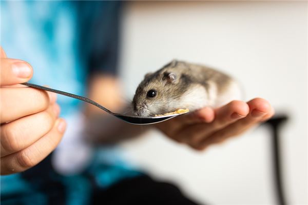 梦见家里进老鼠