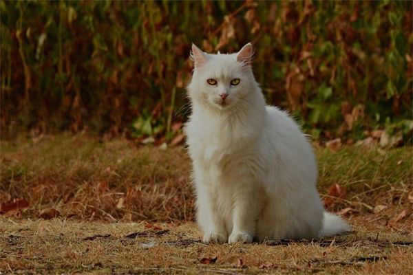 梦到了怀孕猫是什么意思