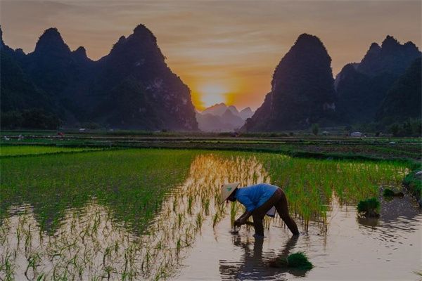 梦到了种水稻是什么意思