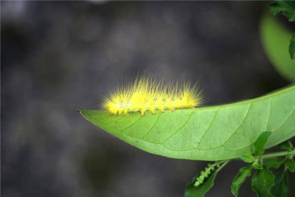 梦见满屋虫子