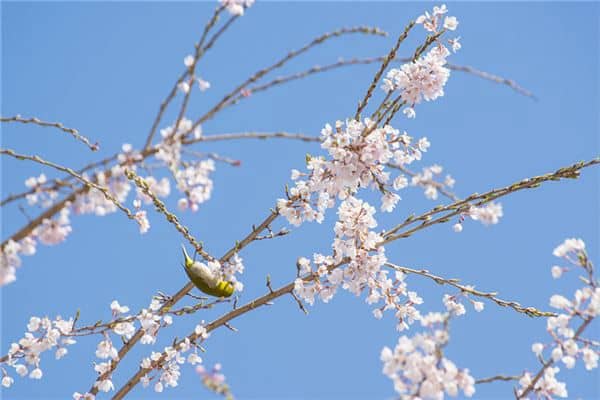 梦见梅花傲雪