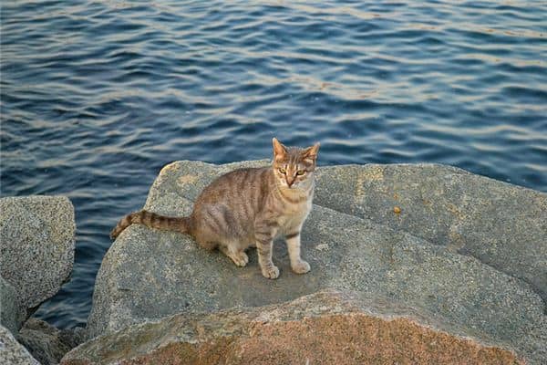 梦见流浪猫