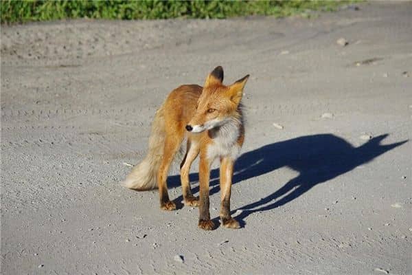 梦见狐狸和猫