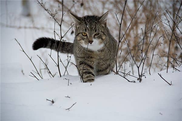 梦见被猫抓出血