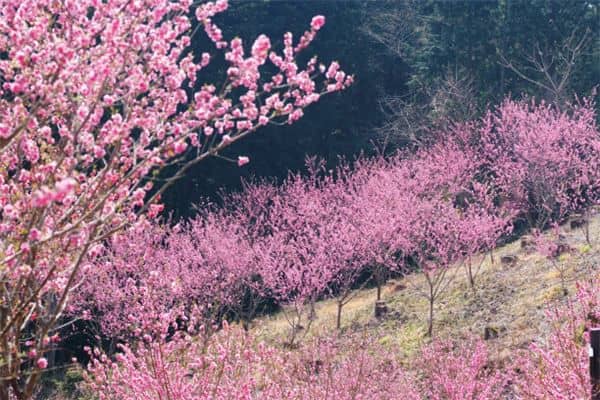 梦见大片桃花开