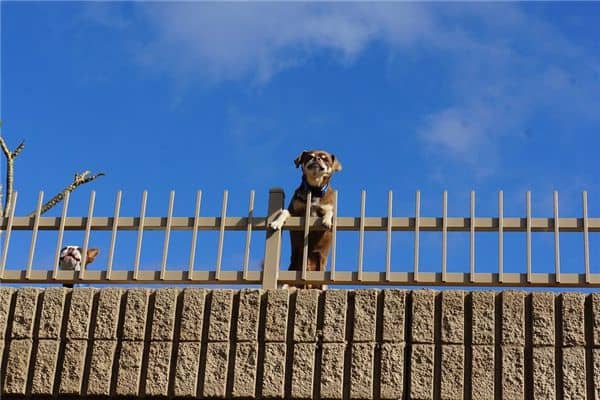 梦见打狗、打猫