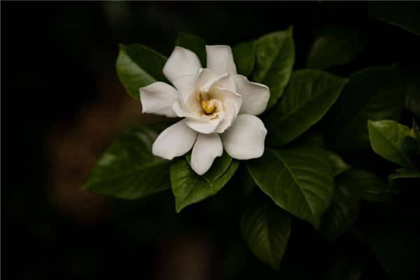 梦见栀子花开