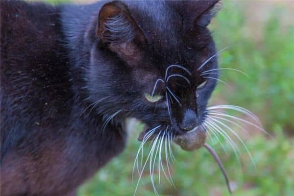 梦见猫吃老鼠