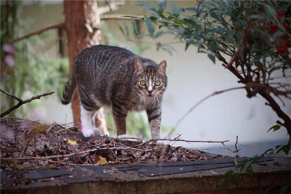 梦见把猫打死