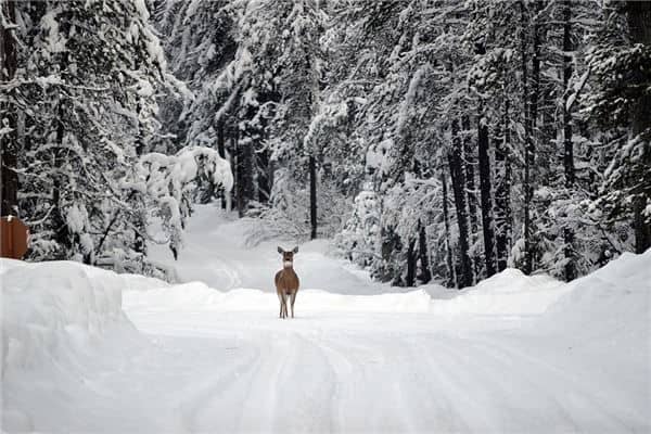 梦见下着鹅毛大雪