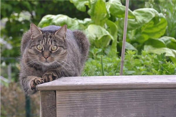 梦见丈夫被猫咬