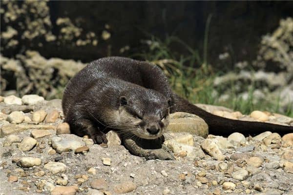 梦见打死黄鼠狼